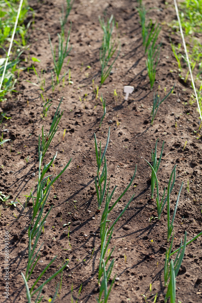 Onion grows in the garden in the garden. First spring harvest. Selection focus. Shallow depth of field Onion grows in the garden in the garden. First spring harvest. Selection focus. Shallow depth of field