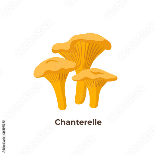Chanterelle mushrooms isolated on white background, vector illustration in flat design.