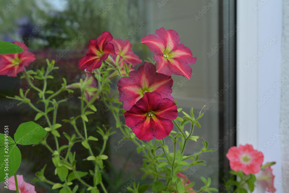 Petunia flowers near the window. Blooming garden on the balcony in overcast day.