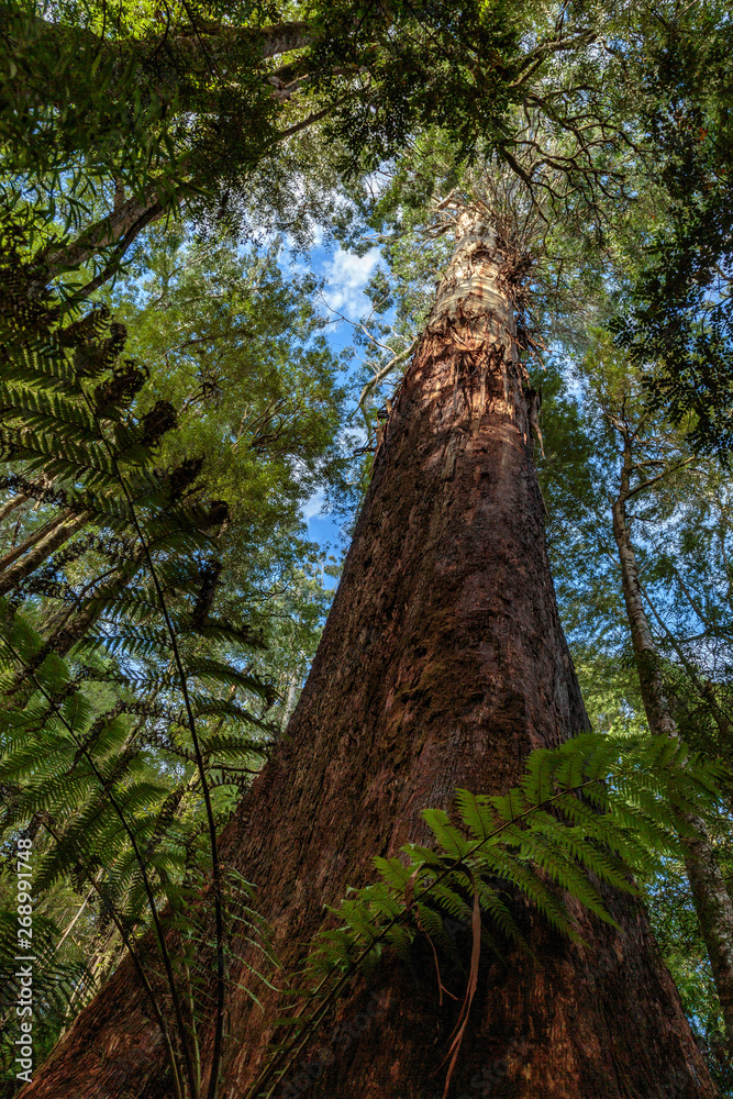 Fototapeta premium Maits Rest Rainforest Walk, Great Otway National Park, Victoria, Australia