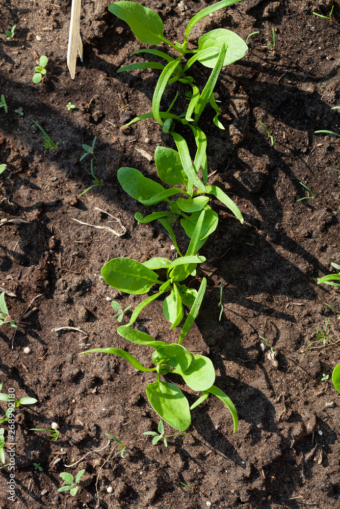 Radishes grows in the garden in the garden. First spring harvest. Selection focus. Shallow depth of field Radishes grows in the garden in the garden. First spring harvest. Selection focus. Shallow depth of field