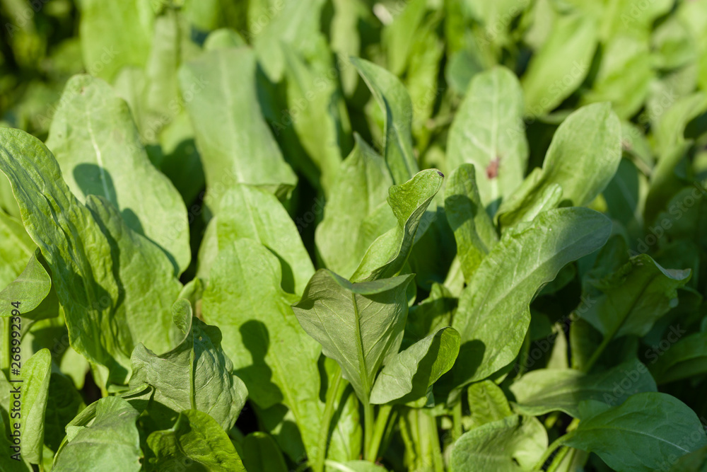 custom made wallpaper toronto digitalSorrel grows in the garden in the garden. First spring harvest. Selection focus. Shallow depth of field