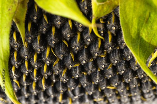 Obraz na plátně Sunflower close up