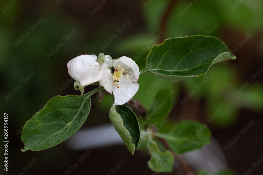 Small new leaves on an apple tree branch. Spring in the garden. Selection focus. Shallow depth of field