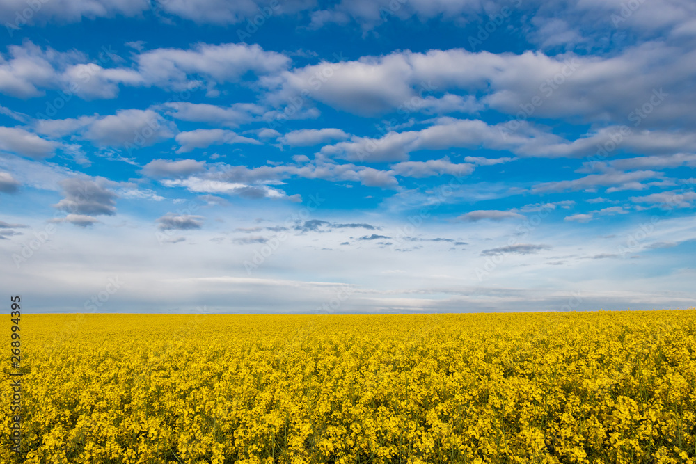 Beautiful sky with clouds over oilseed rape field