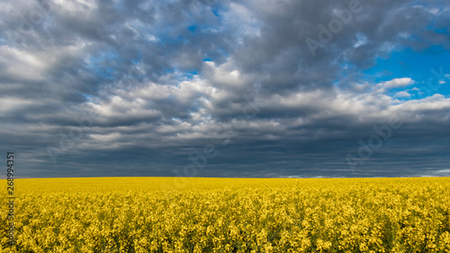 Storm is coming. Beautiful dramatic sky with clouds over oilseed rape field