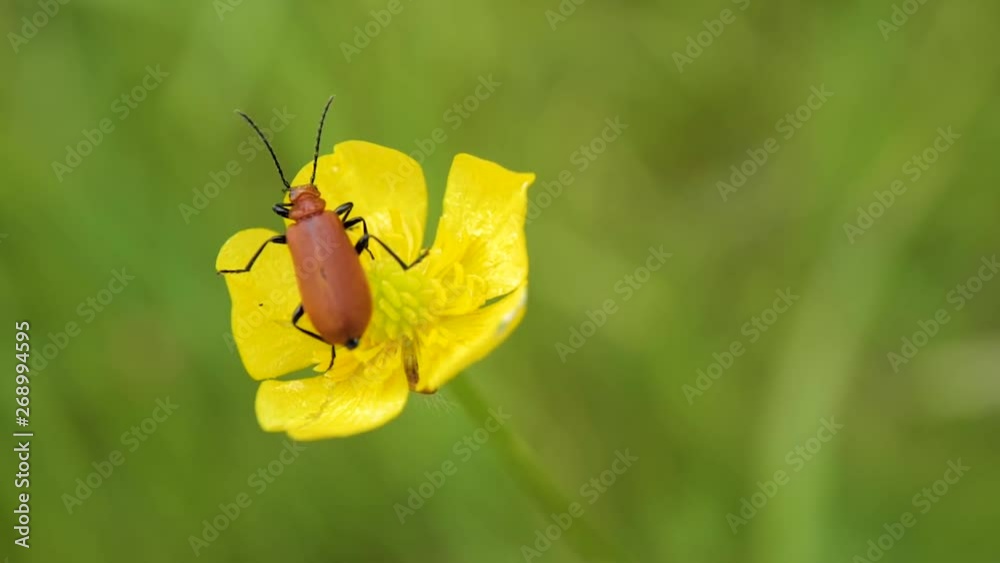 insecte sur une fleur jaune au printemps