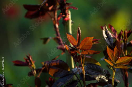 In the sunset sun in a garden rose bushes with leaves and thorns with small branches without blossoming. Spring plants. Background