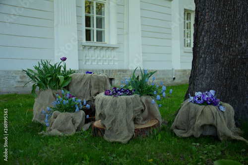 flowers in the garden