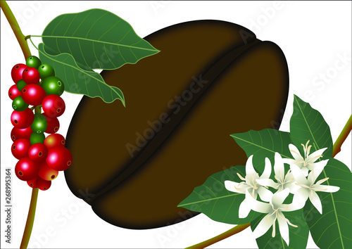 illustration 3D pour promouvoir un café naturel de qualité. Une image composée d’une branche en fleur et d’une autre de graines de café  rouges et vertes autour d’un gain de café géant.