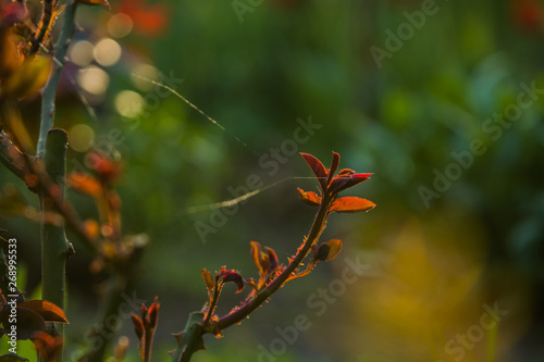 In the sunset sun in a garden rose bushes with leaves and thorns with small branches without blossoming. Spring plants. Background