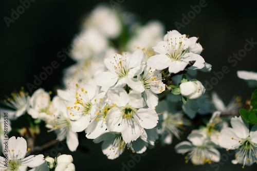 Apple blossom in spring with soft focus  background 