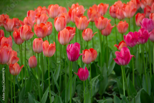 field of colourful tulips