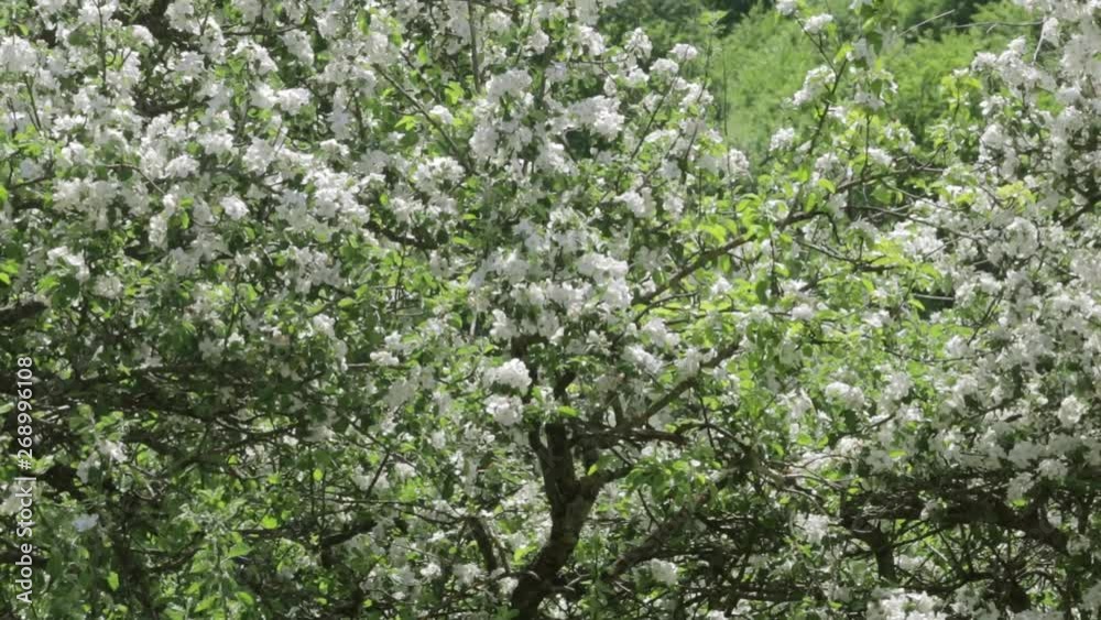 Apple tree flowers in the spring morning Apple tree flowers in the spring morning
