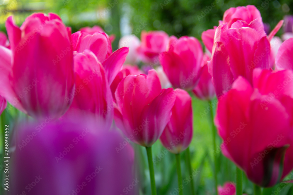 pink tulips in the garden