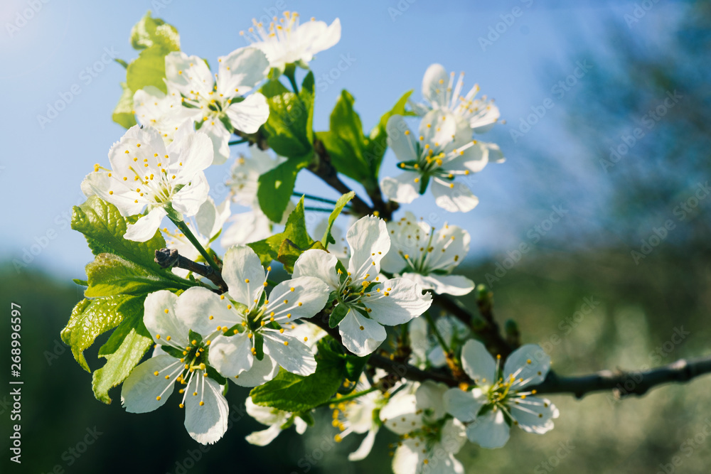 Branch of flowering apple-tree on a background a green garden. 