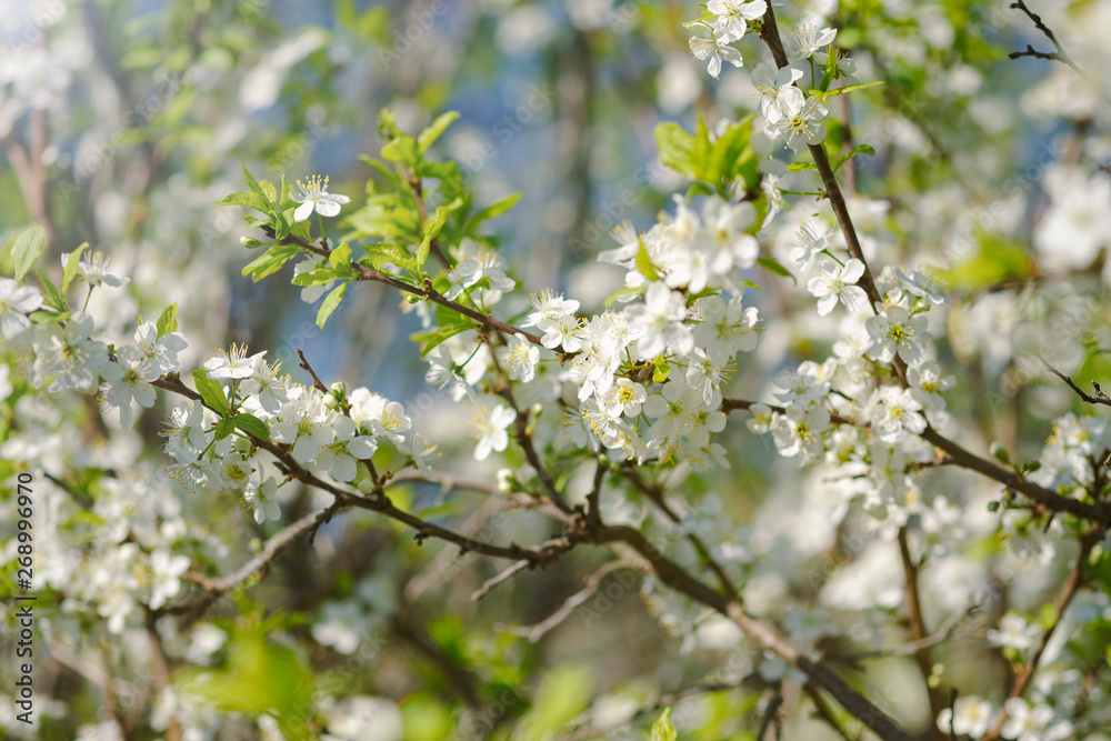 Apple flowers in Russia. Rustic Concept Apple flowers in Russia. Rustic Concept