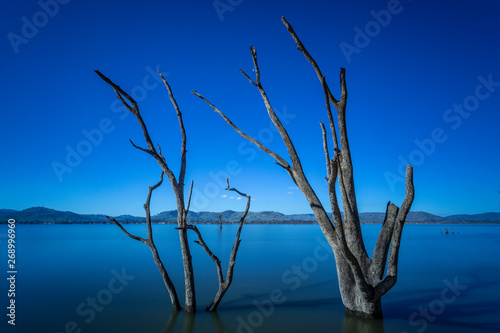 Series of dead trees in a quiet lake with a blue background