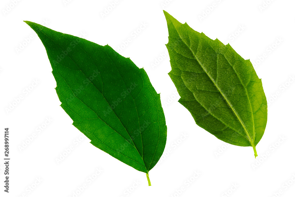 Fototapeta premium two green jasmine leaves isolated on white background, top and bottom side of leaf