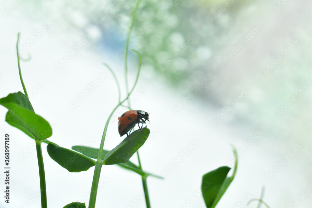 Ladybird in drops of dew.Selective focus Ladybird in drops of dew.Selective focus
