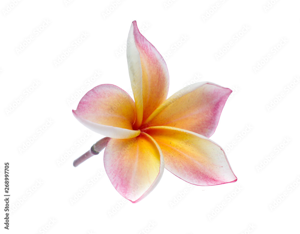 Frangipani, Pumeria, Frangipanni, isolated on white background