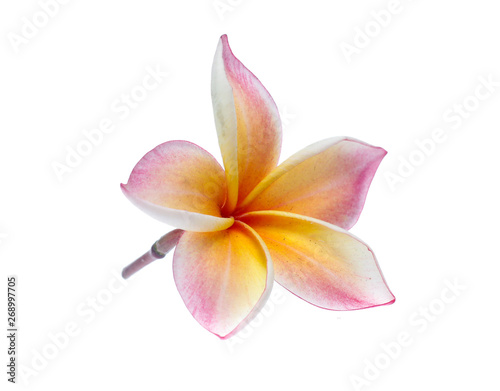 Frangipani  Pumeria  Frangipanni  isolated on white background