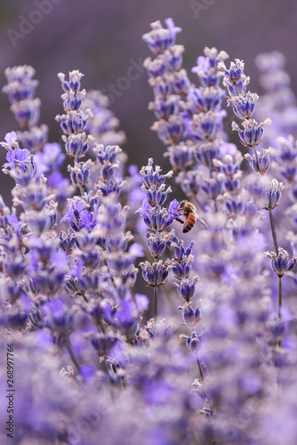 lavenderlavender