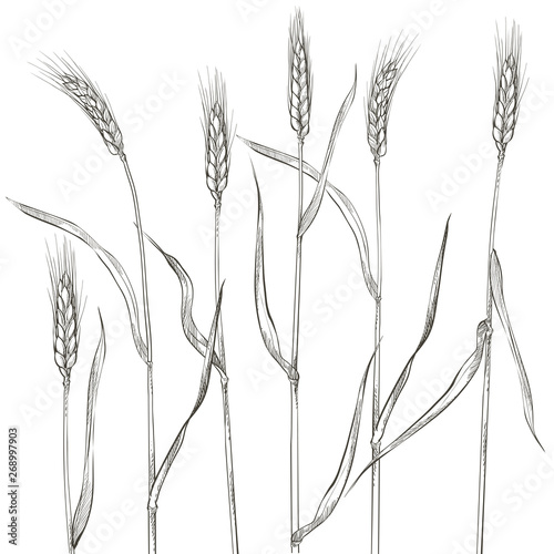 Ears of wheat. Cereals harvest, agriculture, organic farming, healthy food symbol.
