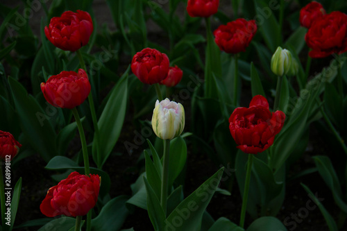 red tulips on a green background