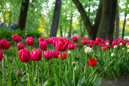 pink tulips in garden