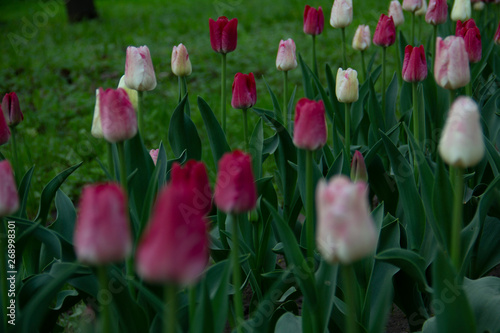 tulips in the garden