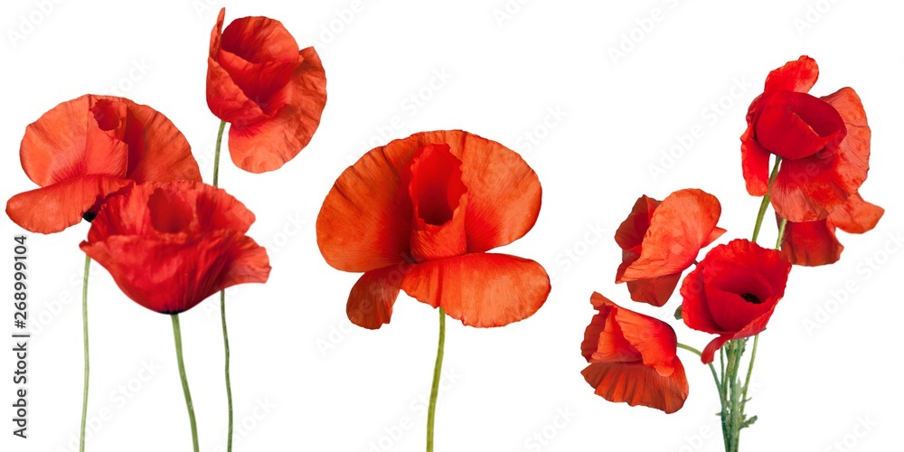 Naklejka premium Poppy.