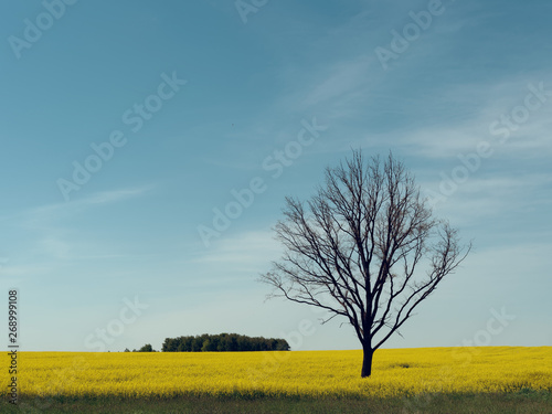 lone bare tree in a yellow field against the sky