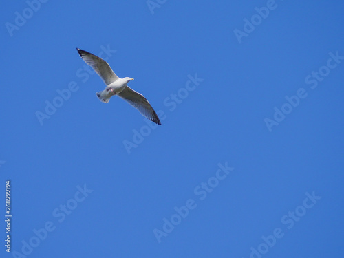 One white seagull in flight with wings spread against blue sky