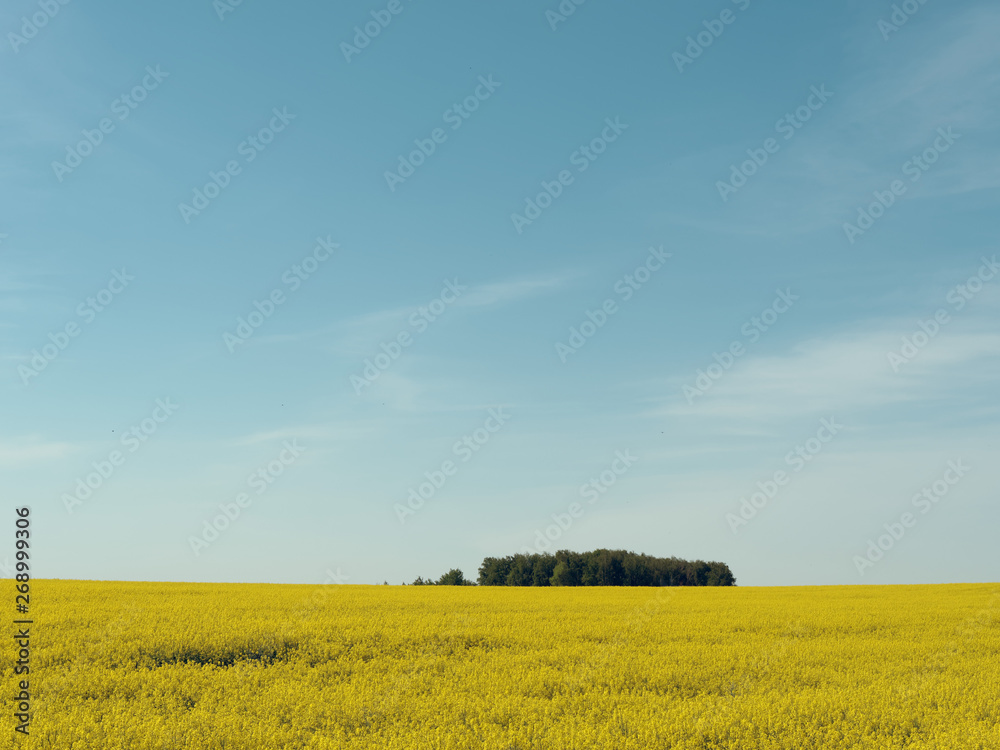 rapeseed yellow field against a blue sky