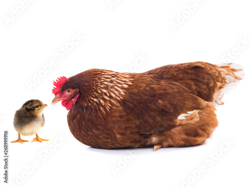  brown hen and chick isolated