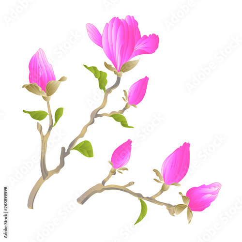 Stem Chinese magnolia blooming pink flowers and buds with leaves  botanical spring herb background vintage vector illustration editable Hand draw