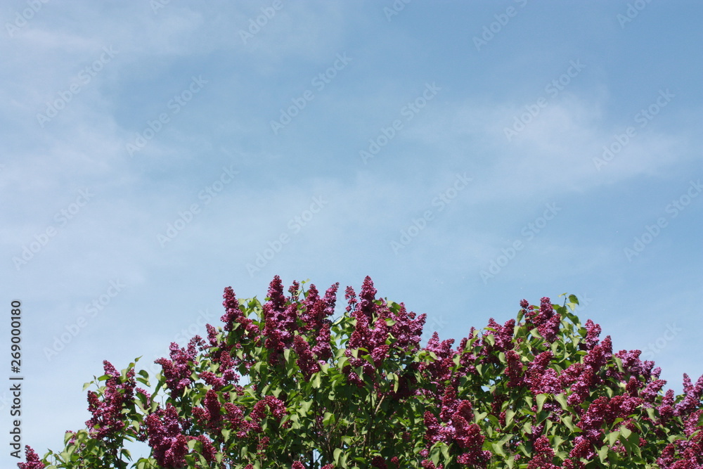 lilac bushes against the blue sky