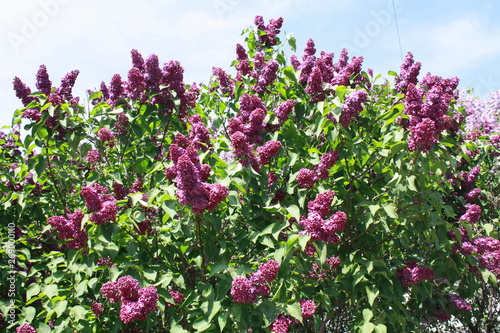 lilac bushes against the blue sky