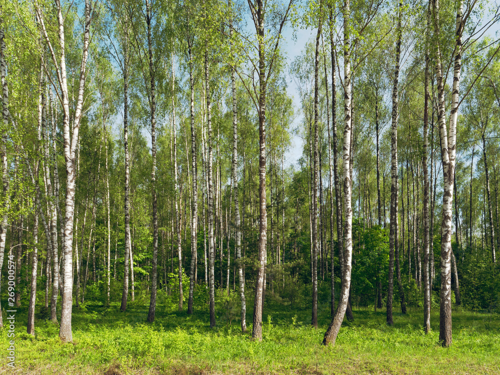 Fototapeta premium Birch Grove. białe pnie drzew na zielonym tle