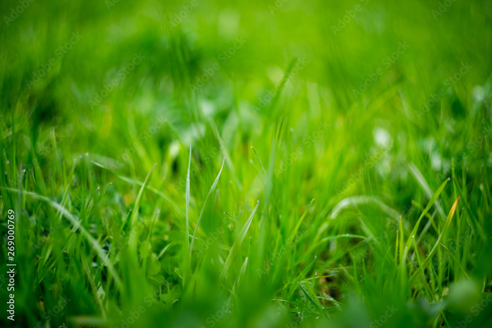 Obraz premium Fresh lush green background. Grass against sunbeam. Soft focus.