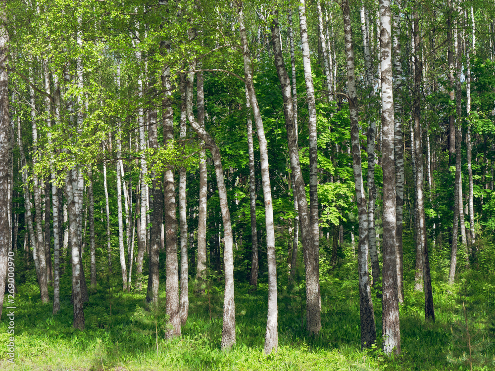 Birch Grove. white tree trunks on a green background Birch Grove. white tree trunks on a green background