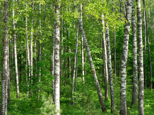 Birch Grove. white tree trunks on a green background