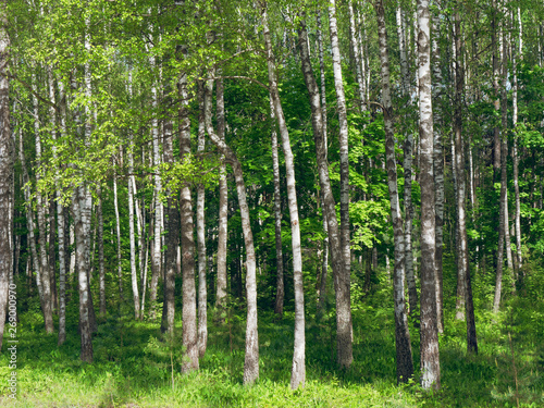 Birch Grove. white tree trunks on a green background