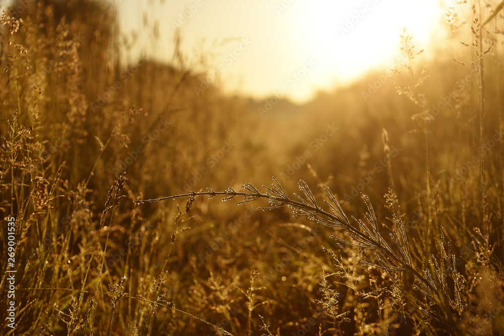 Early morning in the meadow. plant in the sparkling morning dew. Early morning in the meadow. plant in the sparkling morning dew.
