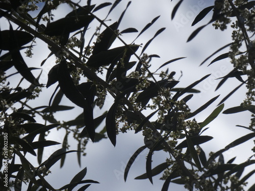 Hojas y flores del árbol de la olivera cuyo fruto es la oliva de la cual se hace el aceite de oliva photo
