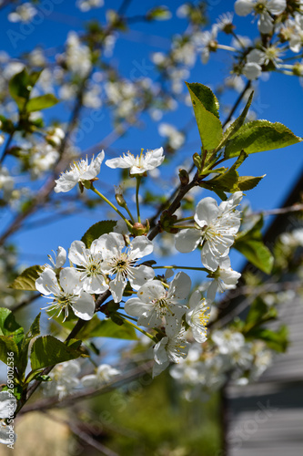 Plum tree blooms in my garden every spring © Андрей Гой