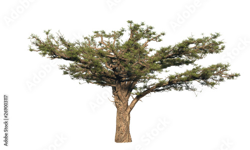 Acacia tree. Isolated on wh...