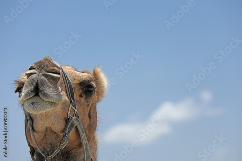 Portrait eines Kamels in Australien