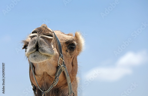 Portrait eines Kamels in Australien